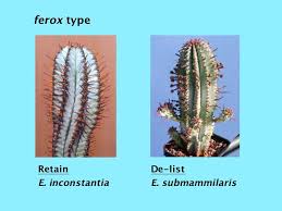 Image result for Euphorbia matabelensis