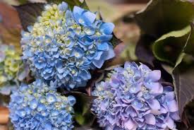 Check spelling or type a new query. Cape Cod Purple Pink White Hydrangeas Chatham Flowers Color Art Collectibles Lifepharmafze Com