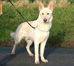 They are not like long haired one. More German Shepherd Puppies And Dogs That Have Found New Homes