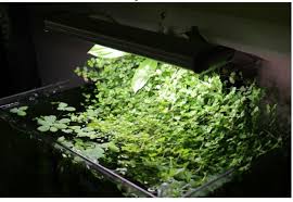 Baby Tears On Hob Filter Plantes Aquatiques Aquatique Plante