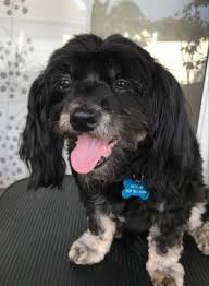 Maybe you would like to learn more about one of these? Pets For Adoption At Shih Tzu And Furbaby Rescue In Orlando Fl Petfinder