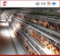 Bestchickencage Ordinary Type Layer Cage China Superior Chicken Layer Coop  Supplier OEM Customized Bamboo Material a Type Layer Cage