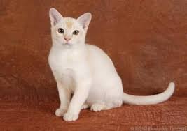 Burmese Cat Breed Cat Facts And Breed Profile