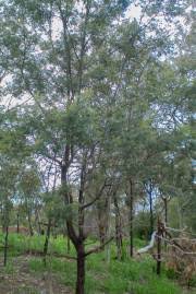 Image result for Acacia abyssinica