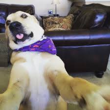Funny 1080 x 1080 pictures. Funny Dog Meme Blank Template Imgflip