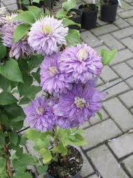 Maybe you would like to learn more about one of these? Powojnik Clematis Vyvyan Pennell Centrum Ogrodnicze Dammera