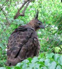 Black And White Hawk Eagle Facts Javan Hawk Eagle Hawk Eagle Eagle Facts Eagles