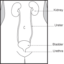 Image result for Voiding Cystourethrogram