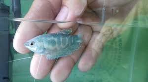 Maybe you would like to learn more about one of these? Tag Bogor Ikan Sepat Di Bogor Ini Mendadak Viral Karena Lafaz Allah Di Sisiknya Tribun Solo