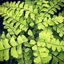 Image result for Adiantum