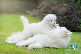 این نژاد در محیط های سردسیر زندگی راحت تر و طولانی تری داره. 15 Ù†Ú˜Ø§Ø¯ Ø§Ø² Ø²ÛŒØ¨Ø§ Ùˆ Ø®ÙˆØ´Ú¯Ù„ØªØ±ÛŒÙ† Ù†Ú˜Ø§Ø¯ Ø³Ú¯ Ø¯Ø± Ø§ÛŒØ±Ø§Ù† Ùˆ Ø¬Ù‡Ø§Ù† Ø³Ø§Ù„ 1400 Ù¾Øª Ù¾Ø±Ø³