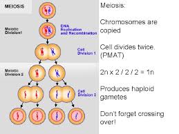 To pass genetic information on to new generations of cells. Does Dna Replication Occur Twice In Meiosis