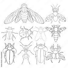 Coloring pages fly