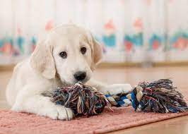 Going on vacation is one of the best experiences — you get to escape responsibilities, see a new place and create new memories. Pets For Kids The Top 13 Low Maintenance Animals Petspyjamas