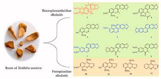 Image result for Toddalia