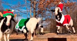 Fainting Goats Gifs 30 Funny Animated Images Free To Use