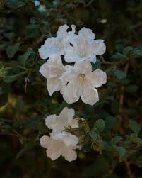 Image result for Cordia afra