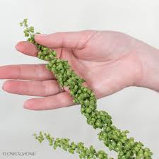 Image result for Rumex