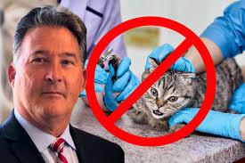 Massachusetts Has an Official State Cat