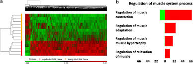 Human muscle system, the muscles of the human body that work the skeletal system, that are under voluntary control, and that are concerned with movement, posture, and balance. Dna Methylation Across The Genome In Aged Human Skeletal Muscle Tissue And Muscle Derived Cells The Role Of Hox Genes And Physical Activity Scientific Reports