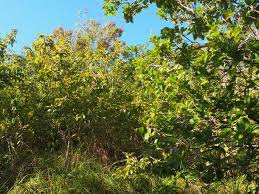 Image result for Campylospermum