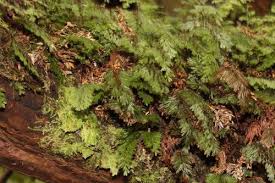 Image result for Hymenophyllum tunbridgense