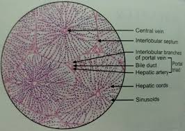 These are made up mostly of hepatocytes (the most common type of liver cell) arranged in thin layers that radiate from the central. Histology Of Liver Manage Your Time 1996