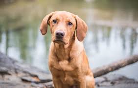 Offering puppies, to approved homes, in every price range. Red Fox Lab Breed Information Price Temperament Facts All Things Dogs All Things Dogs