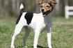 Parson Jack Russell Terriers - Farm raised, game tested ...