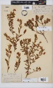 Image result for Polhillides velutina