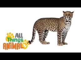 Leopards Animal Videos For Children Kids Toddlers Preschool Kindergarten Learning Youtube Animal Tv Animals Animals For Kids