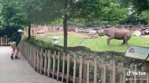 Phase two, elephant springs, nearly triples. Fort Worth Zoo Rhino Gets The Zoomies Youtube