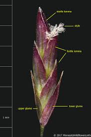 Image result for Eragrostis desolata