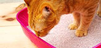 Cat Constipation Causes Risk Factors And Remedies