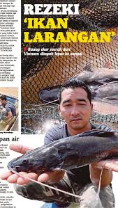Sediakan 2 btr bawang putih; Baung Ekor Merah Ternak Bersyarat Pressreader