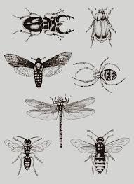 That Kind Of Woman Animal Tattoos Bug Tattoo Insect Tattoo Tattoo beetle by george orwell. animal tattoos bug tattoo insect tattoo