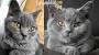 Blue Chartreux Cat