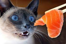 Can cats eat raw eggs? Harmful Foods Your Cat Should Never Eat Tuna Milk Raw Fish And More