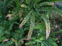Image result for Adiantum