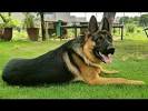 Red Long Haired German Shepherd
