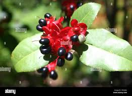Image result for Ochna kirkii