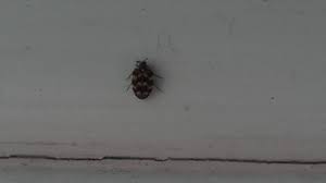 Tiny Bugs Crawling Along Walls And Window Sill In Bathroom - Picture Of  Wyndham Grand Cancun All Inclusive Resort & Villas - Tripadvisor