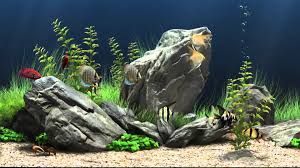 Dream Aquarium Virtual Fishtank 1 Fish Tank Aquarium Aquascape Design