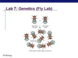 Ap Biology Lab Review Ap Biology Lab 1