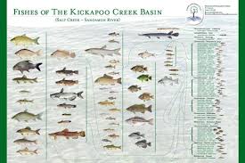 Friends Of Kickapoo Creek Create Fish Poster Prairie