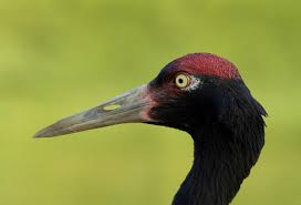 New Species Of Crane Discovered In Mongolia Black Necked Crane Black Neck Crane Species