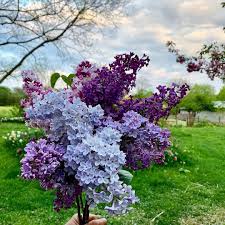 Each bloom measures 4 inches in diameter. Images Of Lilac Colour Novocom Top