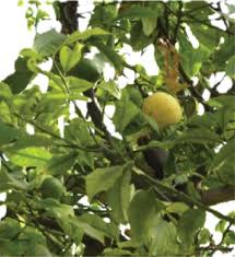 Image result for Schrebera trichoclada