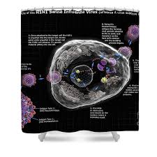 They all cause serious disease, but a is responsible for the global pandemics, it can infect humans, pigs, birds, horses and. H1n1 Swine Influenza Virus Life Cycle Shower Curtain For Sale By Science Picture Co