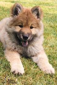 Eurasier Puppies Tumblr Pretty Dogs Cute Dogs Puppies